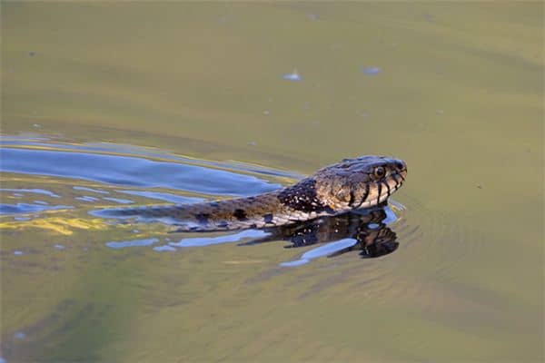 梦到蛇在水里游 梦到蛇在水里游