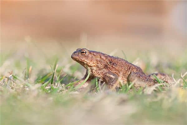 梦见蛤蟆好多是什么意思 梦见蛤蟆好多是什么意思