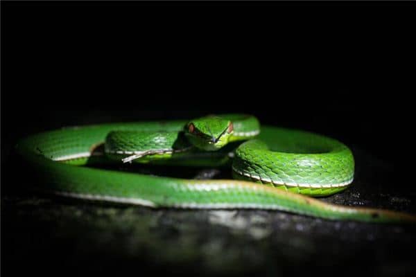 梦见家里有蛇是什么意思 梦见家里有蛇是什么意思