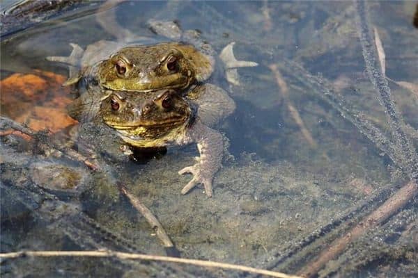 梦见蟾蜍交配是什么意思 梦见蟾蜍交配是什么意思