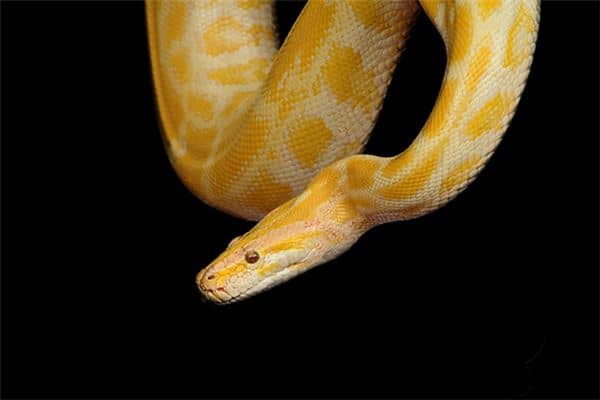 梦见很多大蛇是什么意思 梦见很多大蛇是什么意思