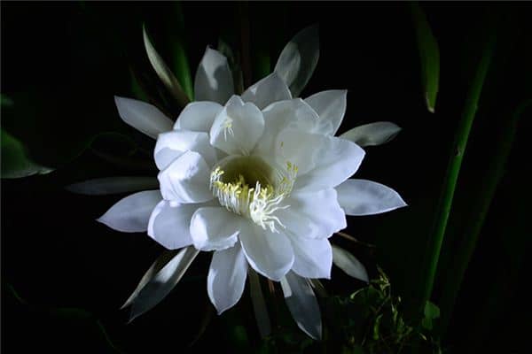 梦见昙花开了是什么意思 梦见昙花开了是什么意思