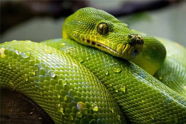 梦见被大蛇咬是什么意思 梦见被大蛇咬是什么意思