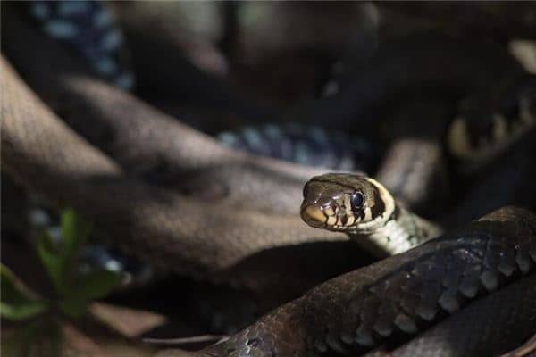 梦见到处都是蛇 梦见到处都是蛇