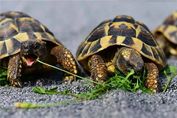 梦见三只乌龟是什么意思 梦见三只乌龟是什么意思