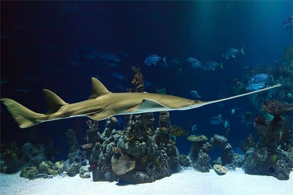 梦见一条大鱼是什么意思 梦见一条大鱼是什么意思