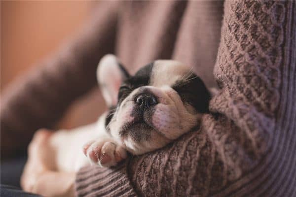 梦见宠物死了是什么意思 梦见宠物死了是什么意思