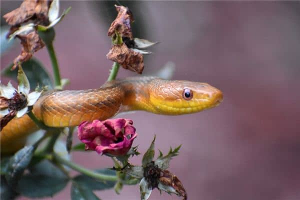 梦见黄鳝和蛇是什么意思 梦见黄鳝和蛇是什么意思