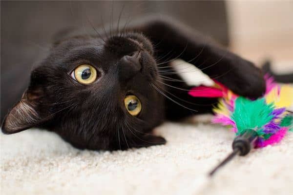 梦见猫在床上是什么意思 梦见猫在床上是什么意思