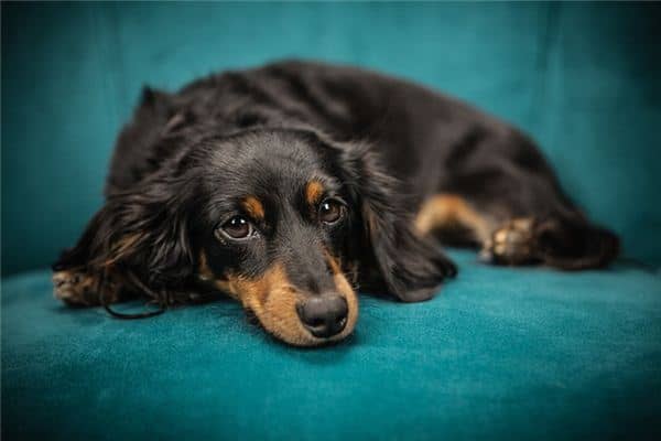 梦见温顺的狗是什么意思