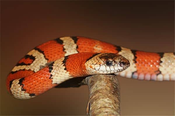 梦见蛇爬树上是什么意思 梦见蛇爬树上是什么意思