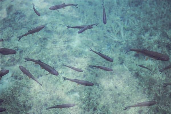 梦见很多小鱼是什么意思 梦见很多小鱼是什么意思