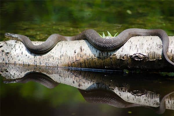 梦见和蛇搏斗是什么意思 梦见和蛇搏斗是什么意思
