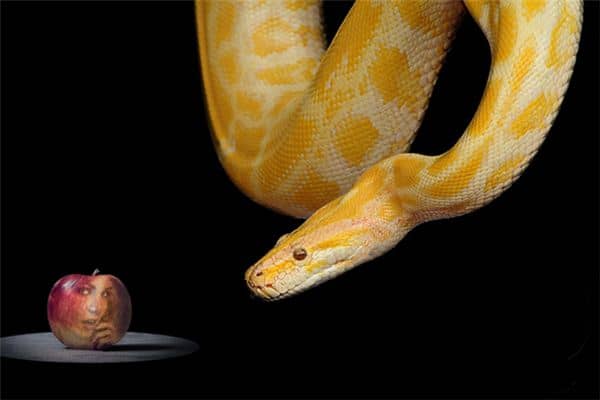 梦见吃蛇肉有是什么意思 梦见吃蛇肉有是什么意思