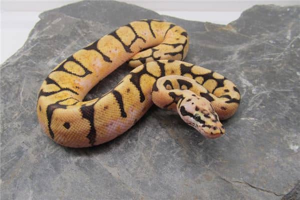 梦到大蟒蛇追我 梦到大蟒蛇追我