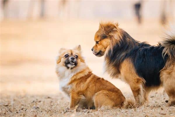 梦见狗在交配是什么意思 梦见狗在交配是什么意思