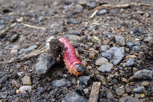 梦见酱缸生蛆是什么意思 梦见酱缸生蛆是什么意思