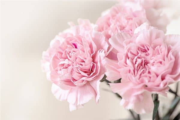 梦见粉色的花是什么意思 梦见粉色的花是什么意思