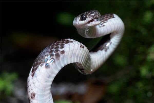 梦见蛇脱皮有是什么意思 梦见蛇脱皮有是什么意思