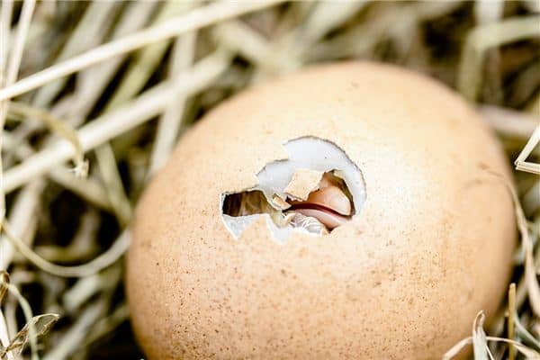 梦见小鸡出壳是什么意思 梦见小鸡出壳是什么意思