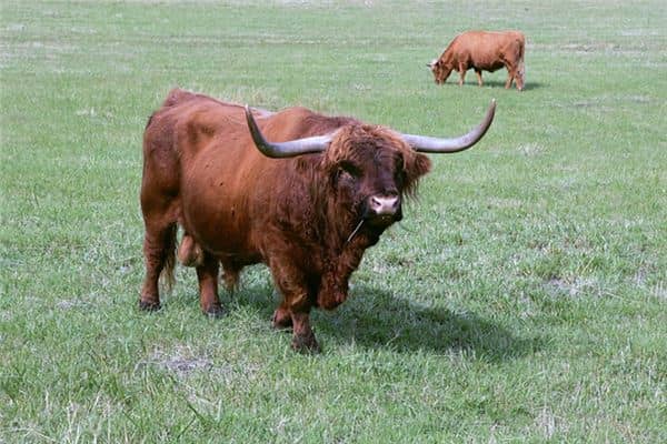 梦见黄牛追我是什么意思 梦见黄牛追我是什么意思