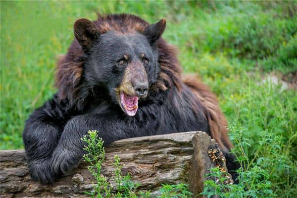 梦见狗熊咬我是什么意思 梦见狗熊咬我是什么意思