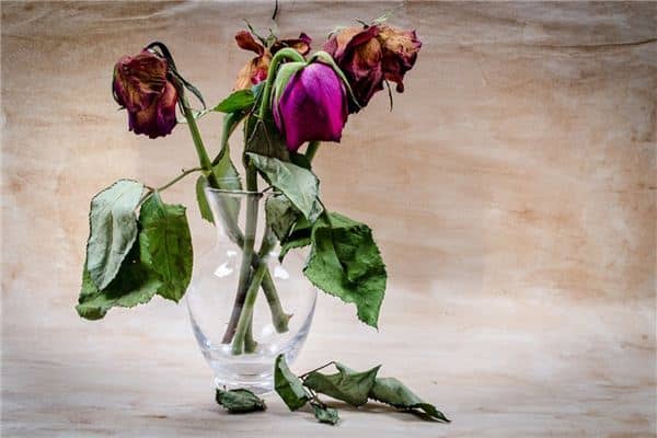 梦见植物枯萎是什么意思 梦见植物枯萎是什么意思