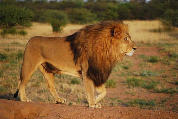 梦见狮子追我是什么预兆 梦见狮子追我是什么预兆