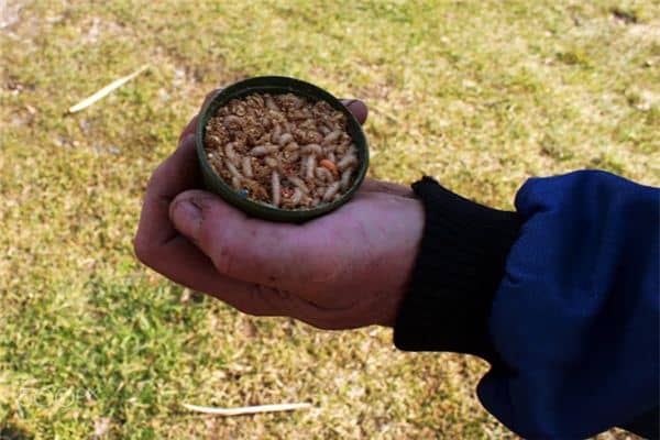 梦见身上长蛆是什么意思 梦见身上长蛆是什么意思