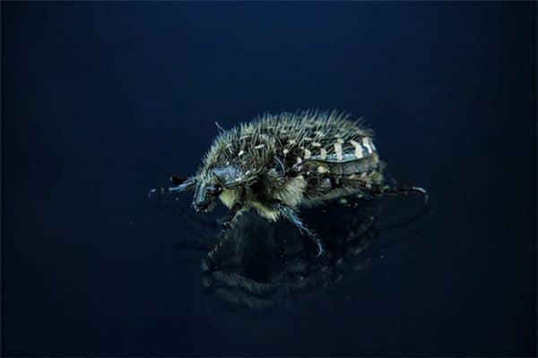 梦见床上有虫是什么意思 梦见床上有虫是什么意思