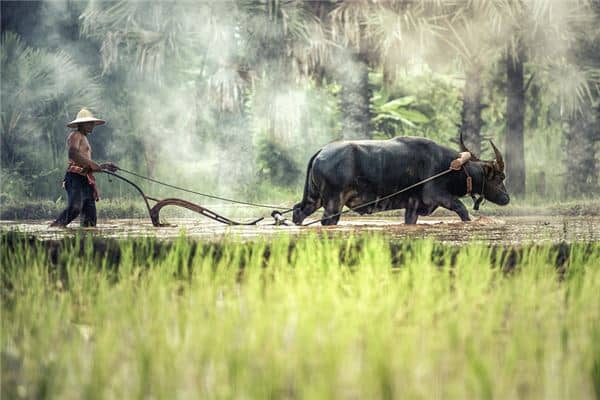 梦见种田插秧是什么意思 梦见种田插秧是什么意思