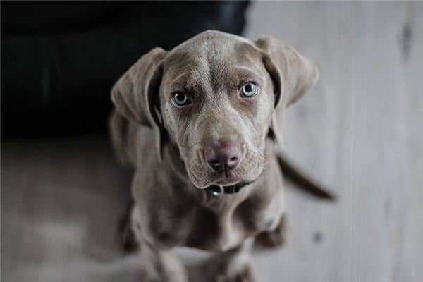 梦见狗回来了是什么意思 梦见狗回来了是什么意思