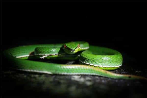 梦见打蛇没打死蛇跑了 梦见打蛇没打死蛇跑了