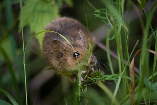 梦见老鼠拉屎是什么意思 梦见老鼠拉屎是什么意思