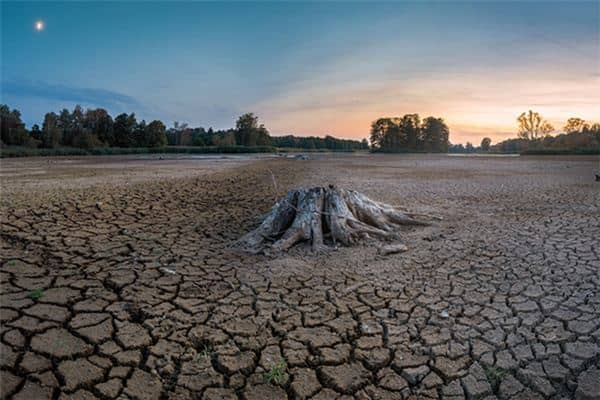 梦见伐过的树是什么意思 梦见伐过的树是什么意思