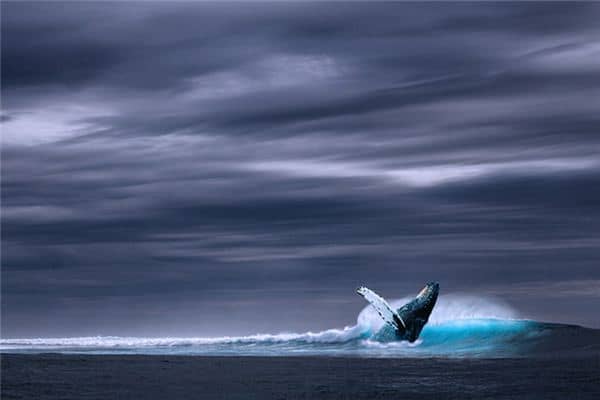 梦见鲸鱼跃出水面 梦见鲸鱼跃出水面
