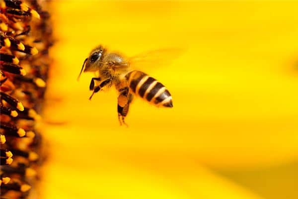 梦见被马蜂追是什么意思 梦见被马蜂追是什么意思