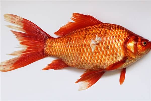 梦见别人毒鱼是什么意思 梦见别人毒鱼是什么意思