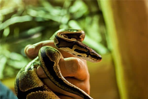 梦见杀蛇剥皮是什么意思 梦见杀蛇剥皮是什么意思