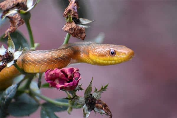 梦见蛇赶不走是什么意思 梦见蛇赶不走是什么意思