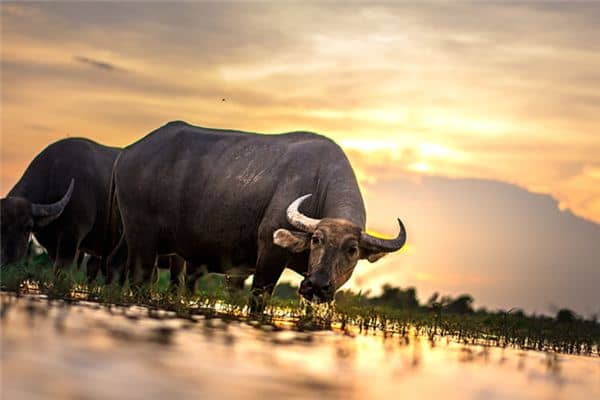 梦见水牛打架是什么意思 梦见水牛打架是什么意思