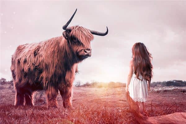 梦见被公牛顶是什么意思 梦见被公牛顶是什么意思