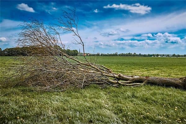 梦见抬树回家是什么意思 梦见抬树回家是什么意思