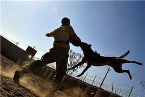 梦见被疯狗咬是什么意思 梦见被疯狗咬是什么意思