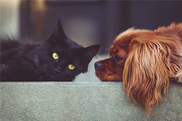 梦见猫狗上床是什么意思 梦见猫狗上床是什么意思