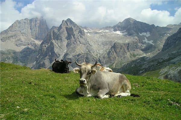 梦见让牛顶了是什么意思 梦见让牛顶了是什么意思
