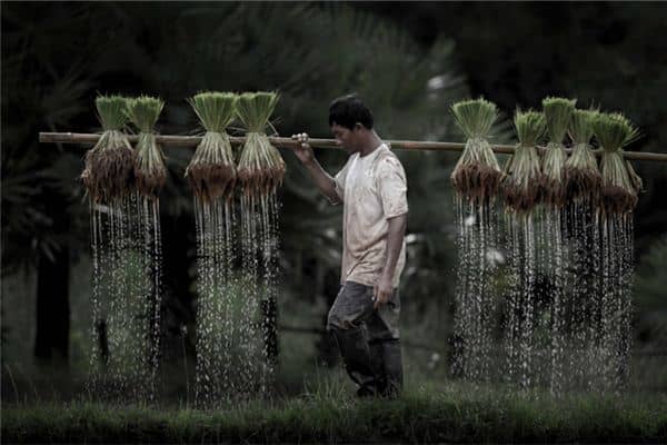 梦见收割稻谷是什么意思 梦见收割稻谷是什么意思