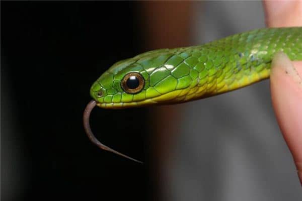 梦见和蛇睡觉是什么意思 梦见和蛇睡觉是什么意思