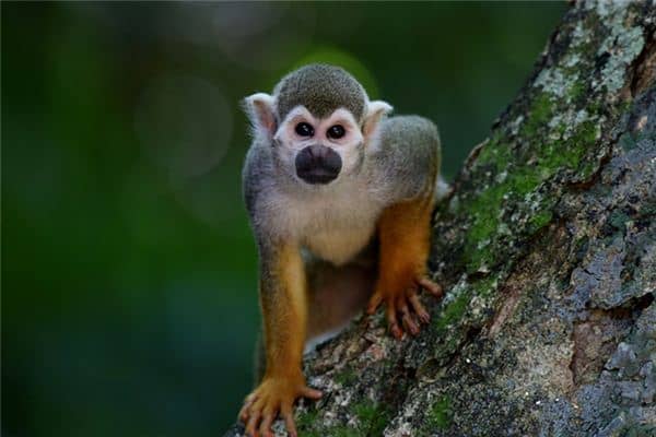 梦见猴子追我是什么意思 梦见猴子追我是什么意思