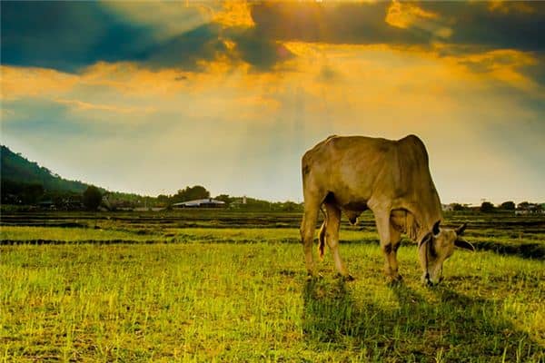 梦见放牛吃草是什么意思 梦见放牛吃草是什么意思